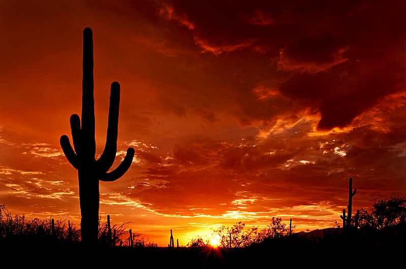 AZ_Saguaro_Sunset