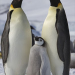 British Antarctic Survey: Harsh Antarctic Sea Ice Threatens Emperor Penguins With Starvation
