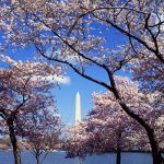 WaPo Cherry Blossom Claims Refuted: "Nothing But Lies And Statistical Manipulations"!
